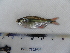  (Hyphessobrycon cf. anisitsi - UNMDP-T 2408)  @11 [ ] Unspecified (default): All Rights Reserved  Unspecified Unspecified