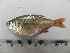  (Hyphessobrycon sp. B - UNMDP-T 2575)  @11 [ ] Unspecified (default): All Rights Reserved  Unspecified Unspecified