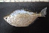  ( - UNMDP-T 3910)  @11 [ ] Unspecified (default): All Rights Reserved  Unspecified Unspecified