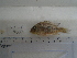  (Gymnogeophagus cf. gymnogenys - UNMDP-T 5033)  @11 [ ] Unspecified (default): All Rights Reserved  Unspecified Unspecified