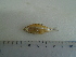  (Cheirodon ibicuhiensis - UNMDP-T 5047)  @11 [ ] Unspecified (default): All Rights Reserved  Unspecified Unspecified