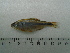  (Bryconamericus ytu - UNMDP-T5154)  @11 [ ] Unspecified (default): All Rights Reserved  Unspecified Unspecified