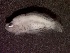  ( - UNMDP FL 105)  @11 [ ] Unspecified (default): All Rights Reserved  Unspecified Unspecified