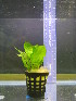  (Echinodorus - RO_001)  @11 [ ] Copyright (2016) Ryan. D. Orton African Centre for DNA Barcoding