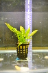  (Helanthium - RO_010)  @11 [ ] Copyright (2016) Ryan. D. Orton African Centre for DNA Barcoding