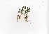  (Lagenandra - RO_012)  @11 [ ] Copyright (2016) Ryan. D. Orton African Centre for DNA Barcoding