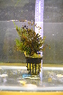  (Abrodictyum obscurum - RO_018)  @11 [ ] Copyright (2016) Ryan. D. Orton African Centre for DNA Barcoding