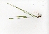  (Acorus gramineus - RO_026)  @11 [ ] Copyright (2016) Ryan. D. Orton African Centre for DNA Barcoding