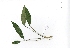  ( - RO_042)  @11 [ ] Copyright (2016) Ryan. D. Orton African Centre for DNA Barcoding