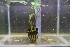  (Anubias - RO_042)  @11 [ ] Copyright (2016) Ryan. D. Orton African Centre for DNA Barcoding