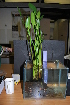  ( - RO_078)  @11 [ ] Copyright (2016) Ryan. D. Orton African Centre for DNA Barcoding