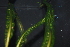  ( - RO_134)  @11 [ ] Copyright (2016) Ryan. D. Orton African Centre for DNA Barcoding