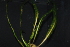  (Cryptocoryne - RO_134)  @11 [ ] Copyright (2016) Ryan. D. Orton African Centre for DNA Barcoding