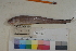  ( - FWRI00071)  @11 [ ] CreativeCommons - Attribution Non-Commercial (2011) Smithsonian Institution Smithsonian Institution