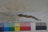  ( - FWRI00112)  @11 [ ] CreativeCommons - Attribution Non-Commercial (2011) Smithsonian Institution Smithsonian Institution