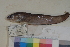  ( - FWRI00117)  @11 [ ] CreativeCommons - Attribution Non-Commercial (2011) Smithsonian Institution Smithsonian Institution