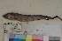  ( - FWRI00118)  @11 [ ] CreativeCommons - Attribution Non-Commercial (2011) Smithsonian Institution Smithsonian Institution