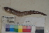  ( - FWRI00119)  @11 [ ] CreativeCommons - Attribution Non-Commercial (2011) Smithsonian Institution Smithsonian Institution