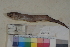  ( - FWRI00120)  @11 [ ] CreativeCommons - Attribution Non-Commercial (2011) Smithsonian Institution Smithsonian Institution