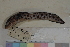  ( - FWRI00122)  @11 [ ] CreativeCommons - Attribution Non-Commercial (2011) Smithsonian Institution Smithsonian Institution