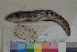  ( - FWRI00123)  @11 [ ] CreativeCommons - Attribution Non-Commercial (2011) Smithsonian Institution Smithsonian Institution