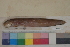  ( - FWRI00355)  @11 [ ] CreativeCommons - Attribution Non-Commercial (2011) Smithsonian Institution Smithsonian Institution