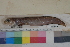  ( - FWRI00356)  @11 [ ] CreativeCommons - Attribution Non-Commercial (2011) Smithsonian Institution Smithsonian Institution