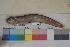  ( - FWRI00357)  @11 [ ] CreativeCommons - Attribution Non-Commercial (2011) Smithsonian Institution Smithsonian Institution
