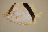  (Prognathodes aya - FWRI00414)  @11 [ ] CreativeCommons - Attribution Non-Commercial (2011) Smithsonian Institution Smithsonian Institution