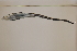  ( - FWRI00439)  @11 [ ] CreativeCommons - Attribution Non-Commercial (2011) Smithsonian Institution Smithsonian Institution