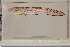  ( - FWRI00444)  @11 [ ] CreativeCommons - Attribution Non-Commercial (2011) Smithsonian Institution Smithsonian Institution