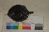  ( - FWRI00469)  @11 [ ] CreativeCommons - Attribution Non-Commercial (2011) Smithsonian Institution Smithsonian Institution