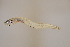  (Ophidion selenops - FWRI00488)  @11 [ ] CreativeCommons - Attribution Non-Commercial (2011) Smithsonian Institution Smithsonian Institution