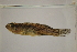  ( - FWRI00560)  @11 [ ] CreativeCommons - Attribution Non-Commercial (2011) Smithsonian Institution Smithsonian Institution