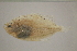  ( - FWRI00565)  @11 [ ] CreativeCommons - Attribution Non-Commercial (2011) Smithsonian Institution Smithsonian Institution