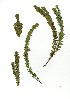  (Clutia polygonoides - CC.621.38)  @11 [ ] Unspecified (default): All Rights Reserved  Unspecified Unspecified