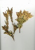  (Leucadendron salignum - CM.705.27)  @11 [ ] CreativeCommons - Attribution (2012) Unspecified Unspecified