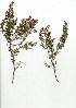  (Erica melanthera - HKM.703.24)  @11 [ ] CreativeCommons - Attribution (2012) Unspecified Unspecified