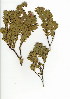  (Diastella - JS.619.29)  @11 [ ] CreativeCommons - Attribution (2012) Unspecified Unspecified