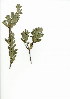  (Clutia alaternoides - TEM.702.7)  @11 [ ] CreativeCommons - Attribution (2012) Unspecified Unspecified