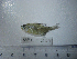  (Hyphessobrycon compressus - NEC-0209)  @13 [ ] Unspecified (default): All Rights Reserved  Unspecified Unspecified