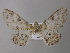  ( - BC ZSM Lep 26166)  @12 [ ] CreativeCommons - Attribution Non-Commercial Share-Alike (2010) Axel Hausmann/Bavarian State Collection of Zoology (ZSM) SNSB, Zoologische Staatssammlung Muenchen