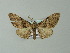  ( - BC ZSM Lep 33201)  @14 [ ] CreativeCommons - Attribution Non-Commercial Share-Alike (2012) Axel Hausmann/Bavarian State Collection of Zoology (ZSM) SNSB, Zoologische Staatssammlung Muenchen