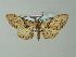  ( - BC ZSM Lep 33202)  @14 [ ] CreativeCommons - Attribution Non-Commercial Share-Alike (2012) Axel Hausmann/Bavarian State Collection of Zoology (ZSM) SNSB, Zoologische Staatssammlung Muenchen