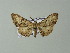  ( - BC ZSM Lep 33203)  @14 [ ] CreativeCommons - Attribution Non-Commercial Share-Alike (2012) Axel Hausmann/Bavarian State Collection of Zoology (ZSM) SNSB, Zoologische Staatssammlung Muenchen
