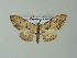  ( - BC ZSM Lep 33204)  @14 [ ] CreativeCommons - Attribution Non-Commercial Share-Alike (2012) Axel Hausmann/Bavarian State Collection of Zoology (ZSM) SNSB, Zoologische Staatssammlung Muenchen