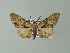 ( - BC ZSM Lep 33205)  @14 [ ] CreativeCommons - Attribution Non-Commercial Share-Alike (2012) Axel Hausmann/Bavarian State Collection of Zoology (ZSM) SNSB, Zoologische Staatssammlung Muenchen