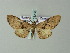  (Omphalucha AH01Zm - BC ZSM Lep 33206)  @14 [ ] CreativeCommons - Attribution Non-Commercial Share-Alike (2012) Axel Hausmann/Bavarian State Collection of Zoology (ZSM) SNSB, Zoologische Staatssammlung Muenchen