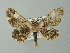  ( - BC ZSM Lep 35758)  @13 [ ] CreativeCommons - Attribution Non-Commercial Share-Alike (2012) Axel Hausmann/Bavarian State Collection of Zoology (ZSM) SNSB, Zoologische Staatssammlung Muenchen