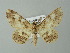  ( - BC ZSM Lep 35759)  @13 [ ] CreativeCommons - Attribution Non-Commercial Share-Alike (2012) Axel Hausmann/Bavarian State Collection of Zoology (ZSM) SNSB, Zoologische Staatssammlung Muenchen